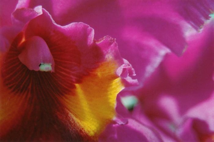Cattleya Close-up